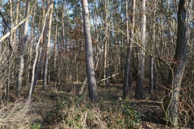 Kışın muhteşem bir bitki örtüsü olan Berlin Ormanı. Berlin, Almanya