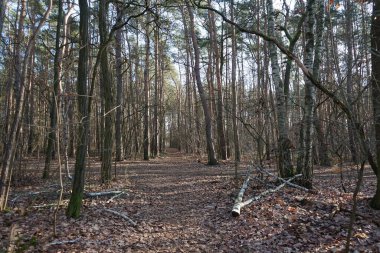 Kışın muhteşem bir bitki örtüsü olan Berlin Ormanı. Berlin, Almanya
