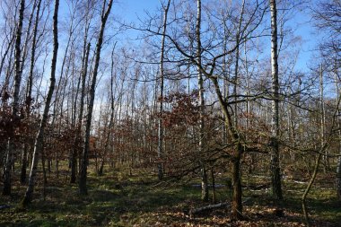 Kışın muhteşem bir bitki örtüsü olan Berlin Ormanı. Berlin, Almanya