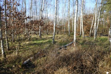 Kışın muhteşem bir bitki örtüsü olan Berlin Ormanı. Berlin, Almanya