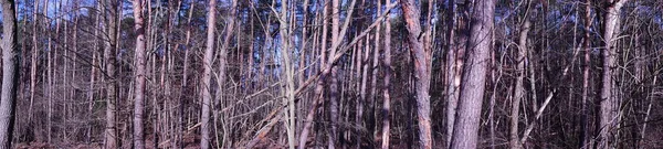 Foto Panorama Bosque Berlín Con Magnífica Vegetación Invierno Berlín Alemania —  Fotos de Stock