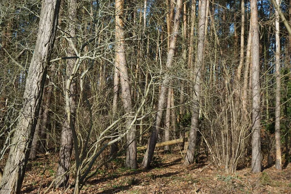 冬に壮大な植生を持つベルリンの森 ドイツ ベルリン — ストック写真