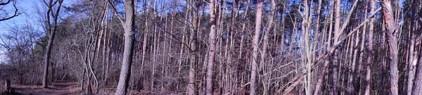 Foto Panorama Bosque Berlín Con Magnífica Vegetación Invierno Berlín Alemania —  Fotos de Stock