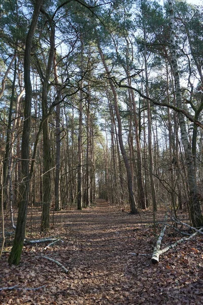 柏林森林 冬季植被华丽 德国柏林 — 图库照片
