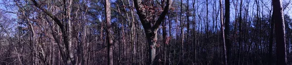 Фотопанорама Берлинский Лес Великолепной Растительностью Зимой Берлин Германия — стоковое фото