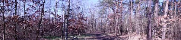 Foto Panorama Bosque Berlín Con Magnífica Vegetación Invierno Berlín Alemania —  Fotos de Stock