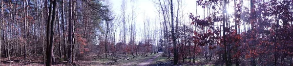 Panorama Photo Forêt Berlinoise Avec Une Végétation Magnifique Hiver Berlin — Photo