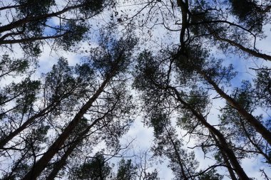 Ocak ayında ağaçların dalları gökyüzüne karşı. Berlin, Almanya 