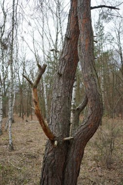  Kışın muhteşem bir bitki örtüsü olan Berlin Ormanı. Berlin, Almanya
