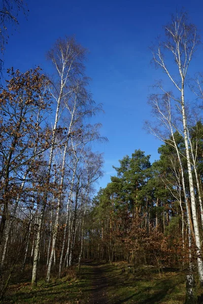 Berlijn Bos Met Prachtige Vegetatie Winter Berlijn Duitsland — Stockfoto