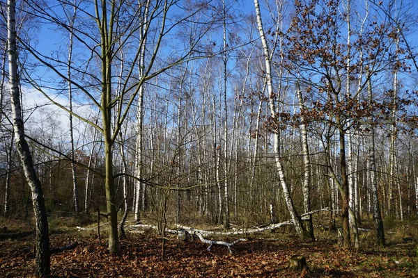 Floresta Berlim Com Vegetação Magnífica Inverno Berlim Alemanha — Fotografia de Stock