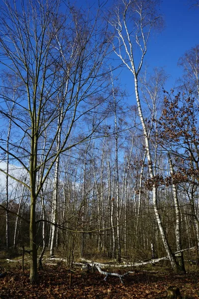 Берлинский Лес Великолепной Растительностью Зимой Берлин Германия — стоковое фото