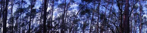 Foto Panorama Bosque Berlín Con Magnífica Vegetación Invierno Berlín Alemania —  Fotos de Stock