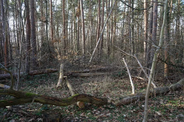 Bosque Berlín Con Magnífica Vegetación Invierno Berlín Alemania —  Fotos de Stock