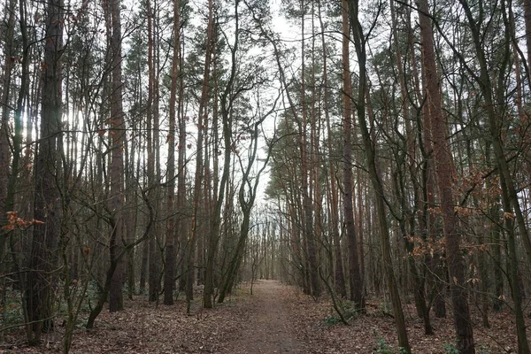 Berliner Wald Mit Herrlicher Vegetation Winter Berlin Deutschland — Stockfoto