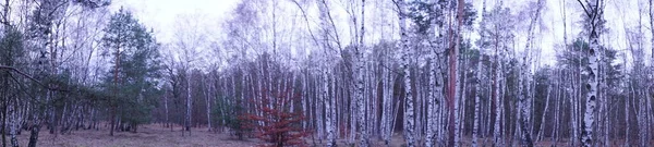 Фотопанорама Берлинский Лес Великолепной Растительностью Зимой Берлин Германия — стоковое фото