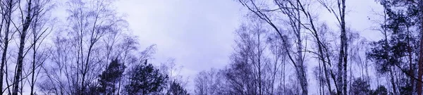 Photo Panorama 겨울에는 초목이우 베를린 베를린 — 스톡 사진
