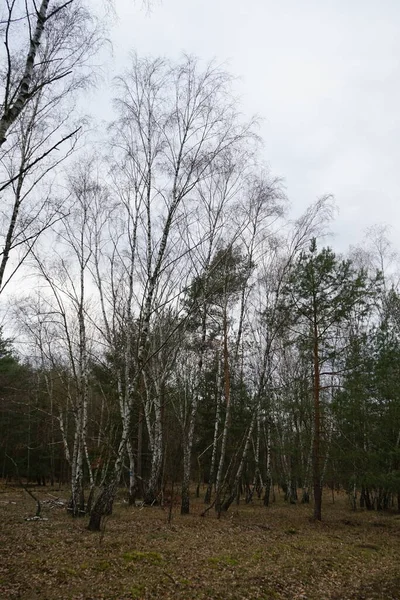 Foresta Berlinese Con Vegetazione Magnifica Inverno Berlino Germania — Foto Stock