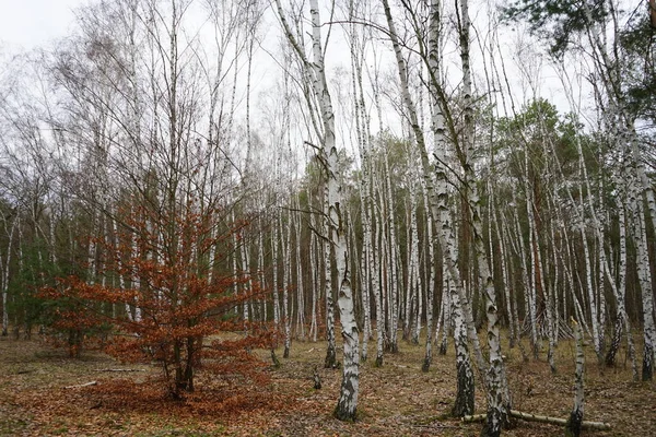 Δάσος Του Βερολίνου Υπέροχη Βλάστηση Χειμώνα Βερολίνο Γερμανία — Φωτογραφία Αρχείου