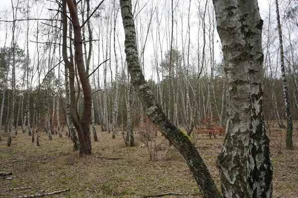 Bosque Berlín Con Magnífica Vegetación Invierno Berlín Alemania — Foto de Stock