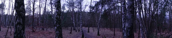 Photo Panorama Berlin Forest Magnificent Vegetation Winter Berlin Germany — Stock Photo, Image