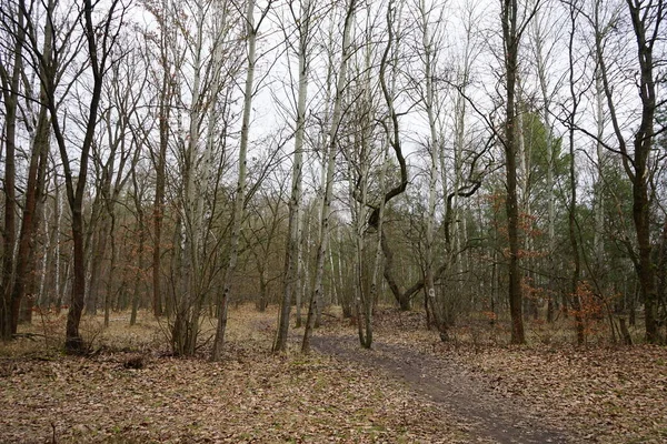 一月在白桦林里的枯木 德国柏林 — 图库照片