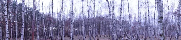 Fénykép Panoráma Birch Grove Januárban Berlin Németország — Stock Fotó