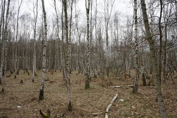 Birch Grove Janeiro Berlim Alemanha — Fotografia de Stock