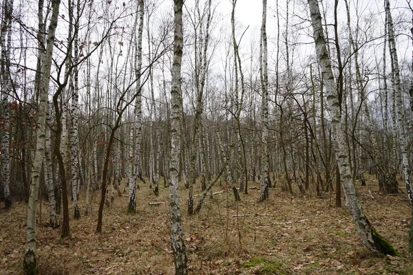 Birch Grove Janeiro Berlim Alemanha — Fotografia de Stock