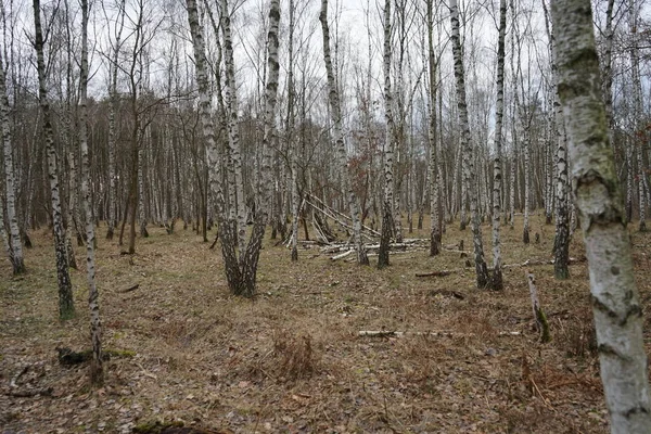 Νεκρό Ξύλο Ένα Δάσος Σημύδας Τον Ιανουάριο Βερολίνο Γερμανία — Φωτογραφία Αρχείου