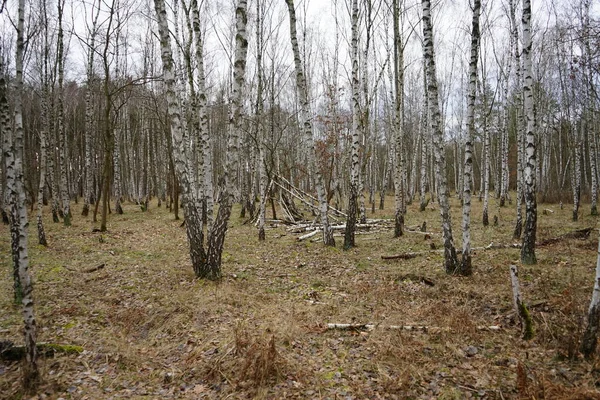 Deadwood Dans Bouleau Janvier Berlin Allemagne — Photo