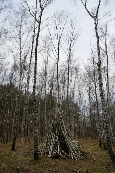 Deadwood Dans Bouleau Janvier Berlin Allemagne — Photo