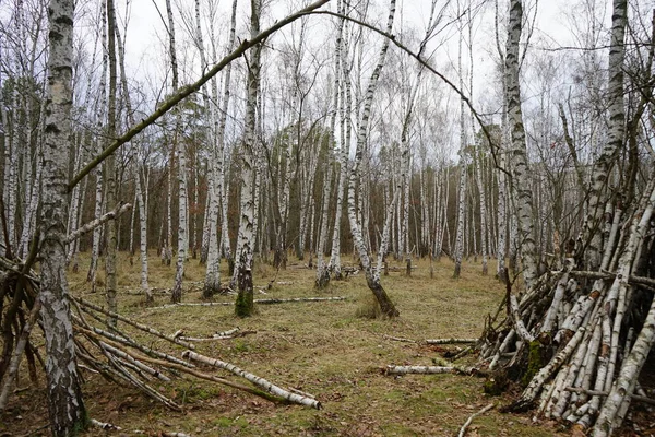 Νεκρό Ξύλο Ένα Δάσος Σημύδας Τον Ιανουάριο Βερολίνο Γερμανία — Φωτογραφία Αρχείου