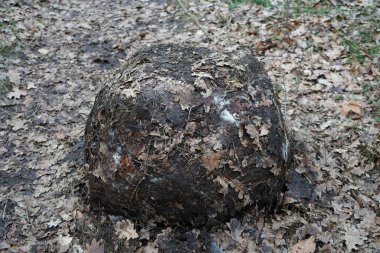 Yeşillikte kartopu. Berlin, Almanya