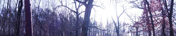 Panorama Fotografico Foresta Berlinese Con Vegetazione Magnifica Inverno Berlino Germania — Foto Stock