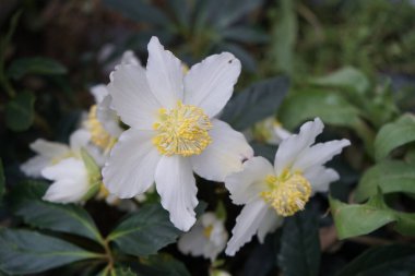 Beyaz Helleborus Nijer Ocak ayında bahçede. Berlin, Almanya  