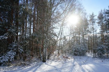 Ocak ayında harika bir bitki örtüsü olan karlı bir yer. Berlin, Almanya 