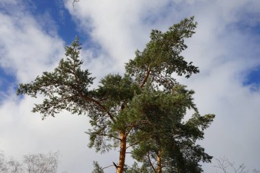 Kışın güzel bir bitki örtüsü. Ocak ayında ağaçların dalları gökyüzüne karşı. Berlin, Almanya