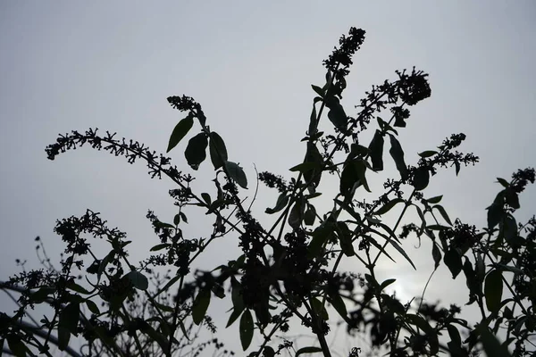 겨울에는 아름다운 식물이 자란다 하늘을 배경으로 가지들 베를린 — 스톡 사진