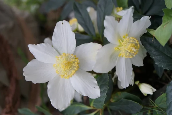 Hvid Helleborus Niger Januar Haven Berlin Tyskland - Stock-foto