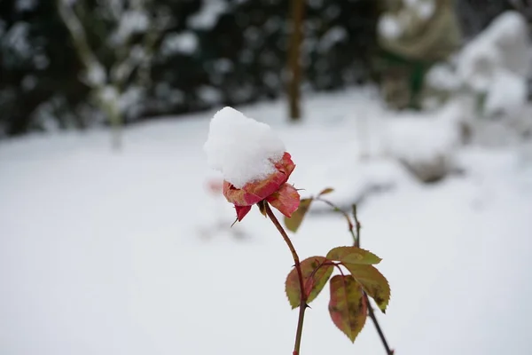 Rosa Trepadora Pink Climber Bajo Nieve Jardín Invierno Berlín Alemania —  Fotos de Stock