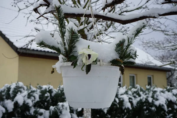 Gyönyörű Növényzet Télen Cserepes Árvácskák Januárban Kertben Berlin Németország — Stock Fotó