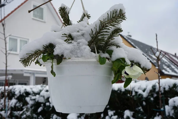 Hermosa Vegetación Invierno Pansies Maceta Enero Jardín Berlín Alemania —  Fotos de Stock