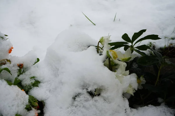 White Helleborus Niger Τον Ιανουάριο Στον Κήπο Όμορφη Βλάστηση Χειμώνα — Φωτογραφία Αρχείου