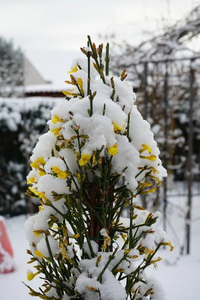 Linda Vegetação Inverno Florescendo Forsythia Arbusto Janeiro Jardim Berlim Alemanha — Fotografia de Stock