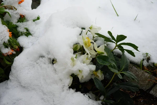 Fehér Helleborus Niger Januárban Kertben Gyönyörű Növényzet Télen Berlin Németország — Stock Fotó