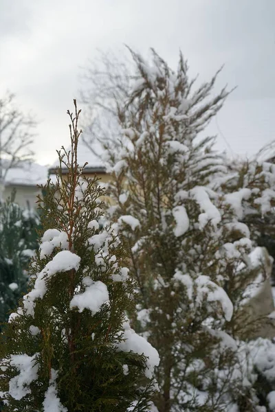 Barrträd Snön Trädgården Vintern Berlin Tyskland — Stockfoto
