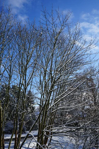 Vintersnöigt Landskap Med Underbar Växtlighet Januari Berlin Tyskland — Stockfoto