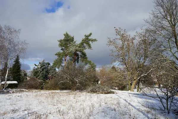 Winterachtig Besneeuwd Landschap Met Prachtige Vegetatie Januari Berlijn Duitsland — Stockfoto