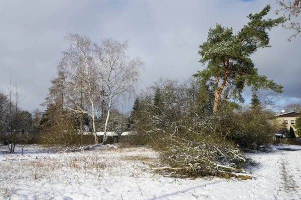 Zimowy Śnieżny Krajobraz Wspaniałą Roślinnością Styczniu Berlin Niemcy — Zdjęcie stockowe
